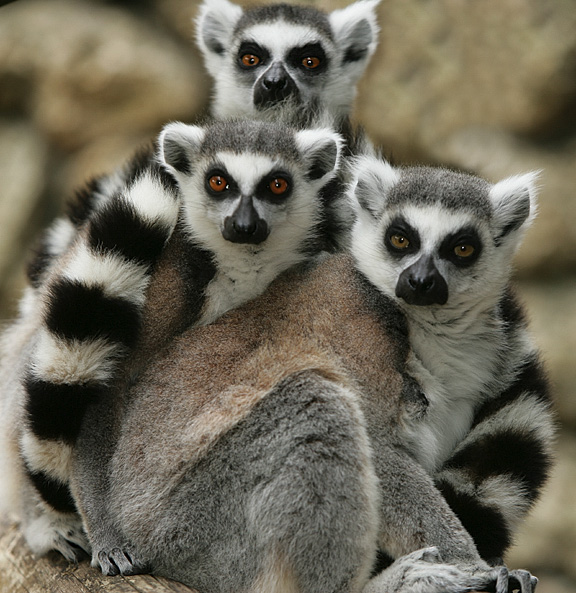Animals In Madagascar